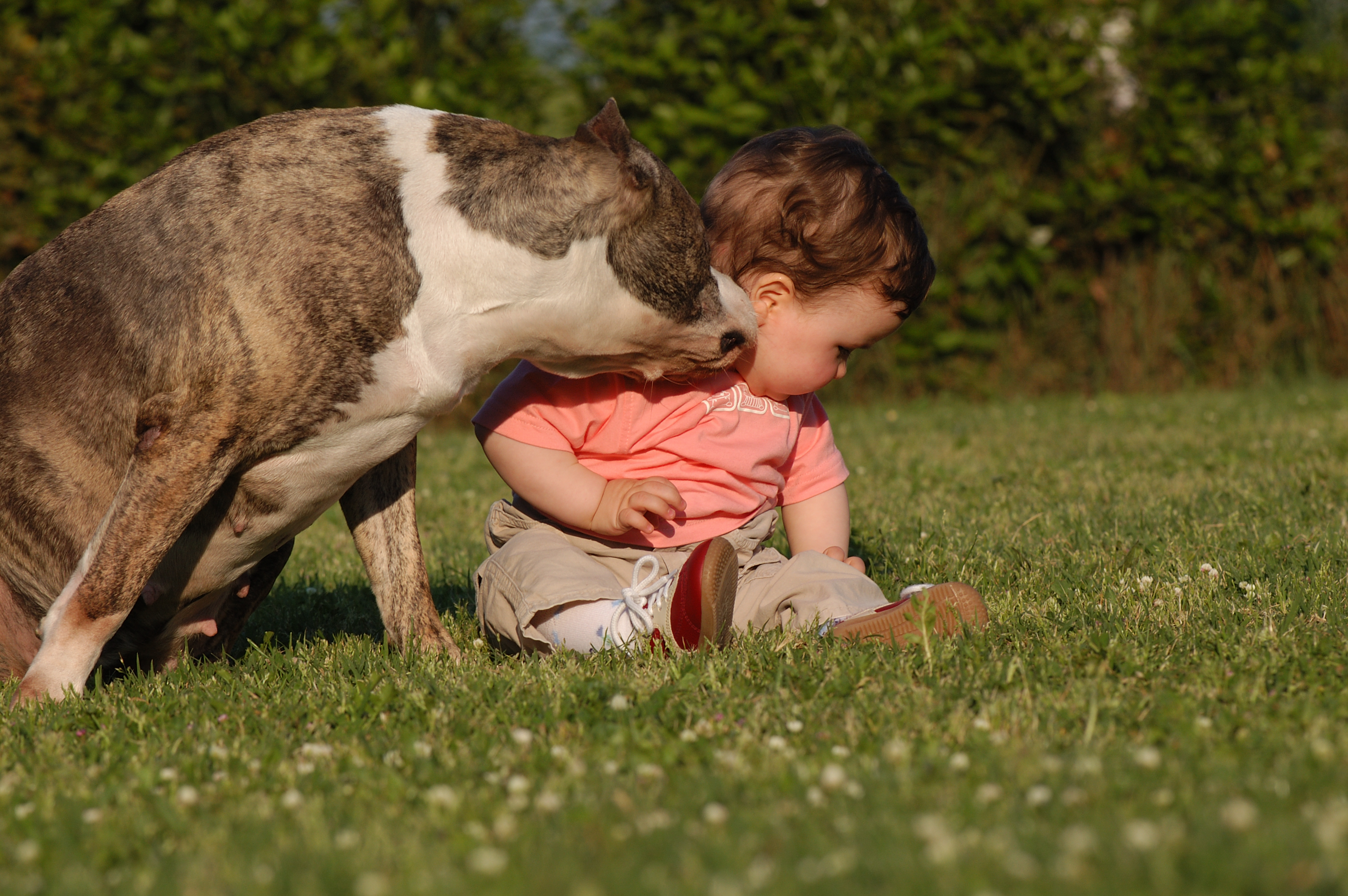 Vivere con un Quattrozampe
